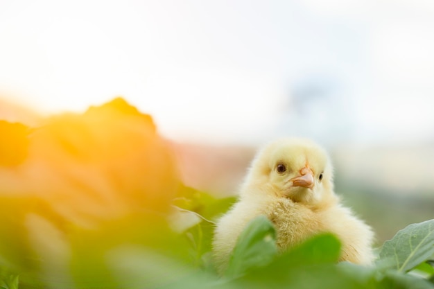 Cerrar poco lindo pollito recién nacido entre las hojas