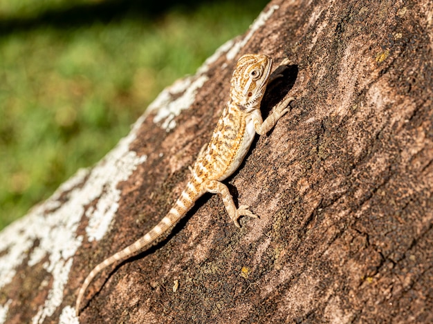 Cerrar en pogona tomando el sol