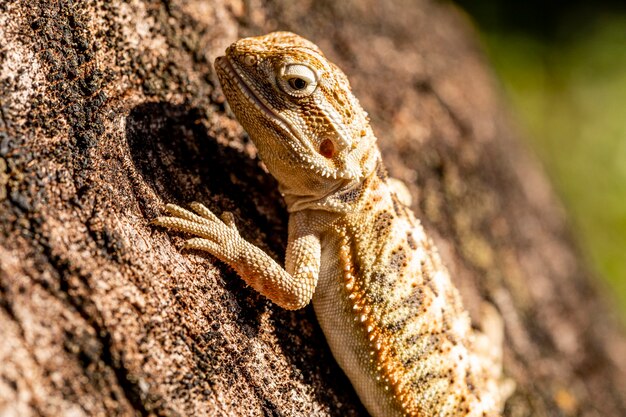 Cerrar en pogona tomando el sol