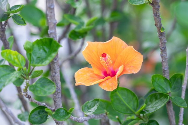 Cerrar polen rojo flor de hibisco