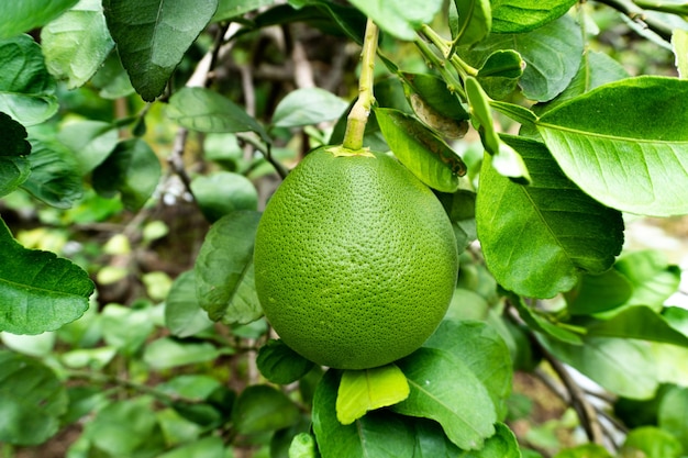 Cerrar pomelo en el árbol