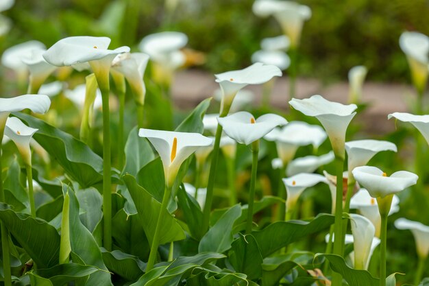 Cerrar primavera calla lily park blanco calla lily calla lily flores