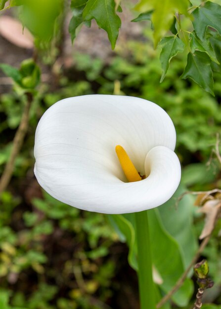 Cerrar primavera calla lily park blanco calla lily calla lily flores