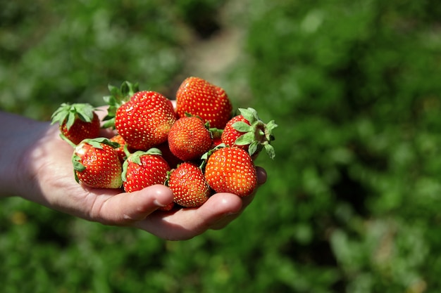 Cerrar un puñado de fresas rojas