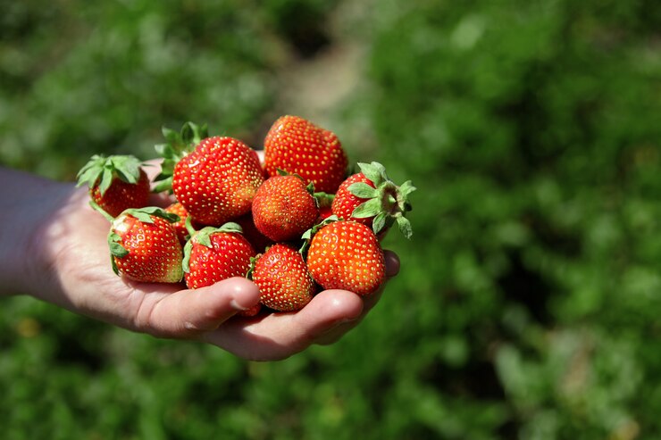 Cerrar un puñado de fresas rojas