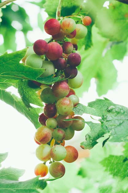 Cerrar racimo de uvas dulces en el jardín