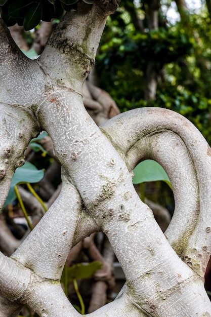 Cerrar las raíces decorativas de un bonsái dentro de un jardín botánico