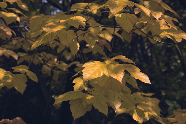 Cerrar la rama de un árbol con la luz del sol foto de otoño