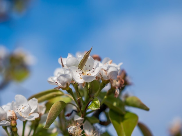 Cerrar rama de peral en flor con cielo azul