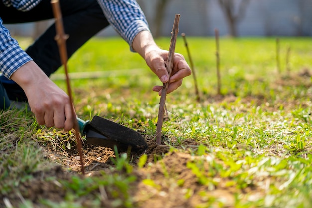 Cerrar rama de uvas de planta de jardinero en el suelo