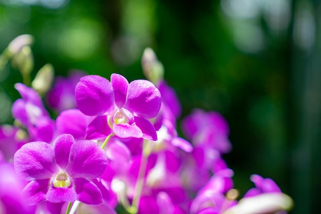 Cerrar resaltar hermosa orquídea púrpura en el jardín
