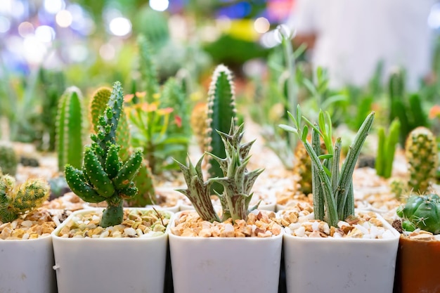 Cerrar resplandeciente Varios cactus pequeños están dispuestos en una maceta de plástico para decorar el hogar Esa es la otra opción para el pasatiempo en el período de cuarentena del coronavirus