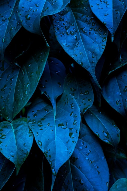 Foto cerrar resumen hoja verde textura naturaleza fondo hojas tropicales