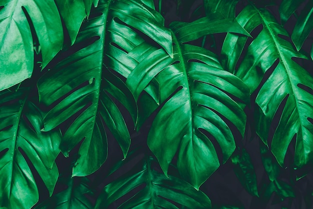 Cerrar resumen hoja verde textura naturaleza fondo hojas tropicales
