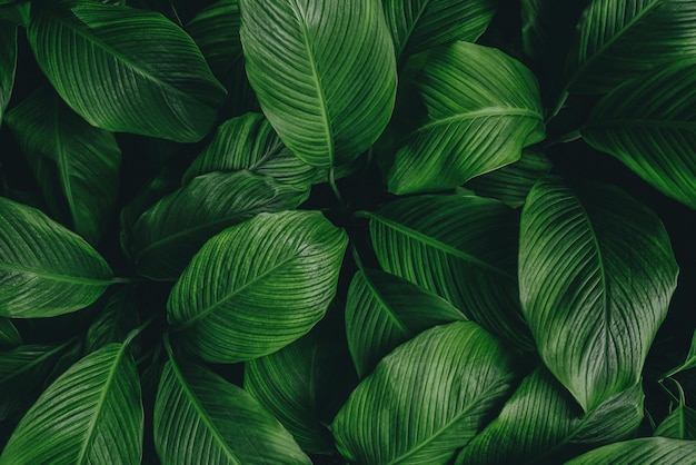 Cerrar resumen hoja verde textura naturaleza fondo hojas tropicales
