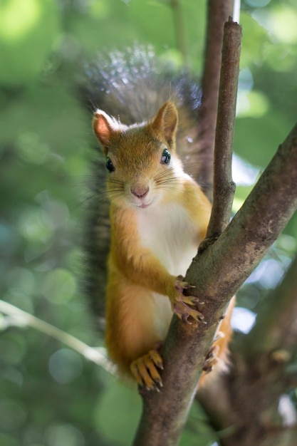 Cerrar retrato de ardilla