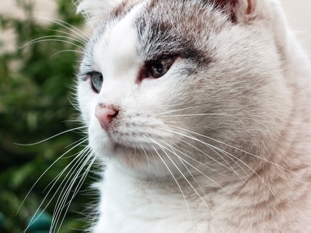 Cerrar retrato de la cara de un gato ciego blanco