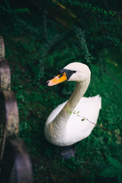 Foto cerrar retrato cisne en el lago