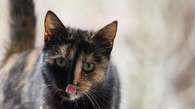 Foto cerrar retrato de gato de color mirando a puerta cerrada, sochi, rusia.