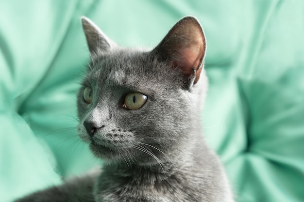 Cerrar retrato gato gris sobre un fondo verde Concepto de clínica veterinaria o blog de gatos de alimentación animal