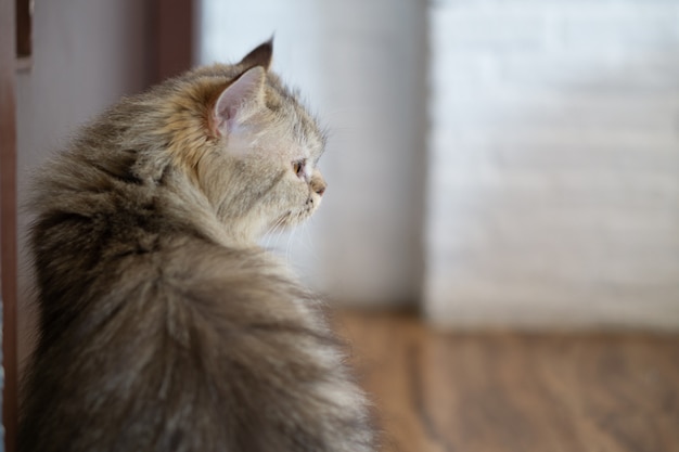 Cerrar un retrato de un gato sentado al lado de la puerta buscando y esperando a alguien