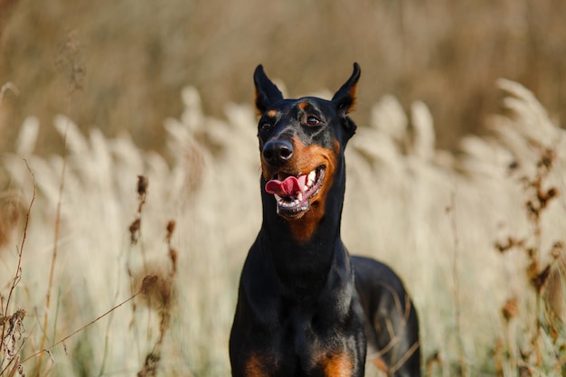 Cerrar retrato de un hermoso Doberman de raza de perro negro con marrón en el campo