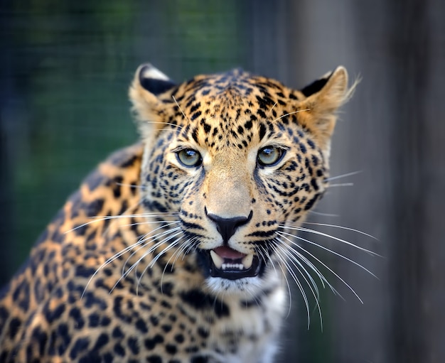 Cerrar retrato de leopardo enojado