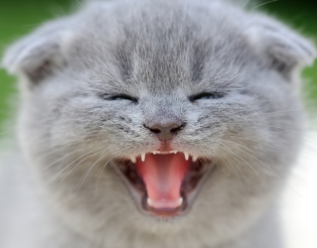 Cerrar retrato lindo gatito gris en la naturaleza. Retrato de bebé gato scottish fold