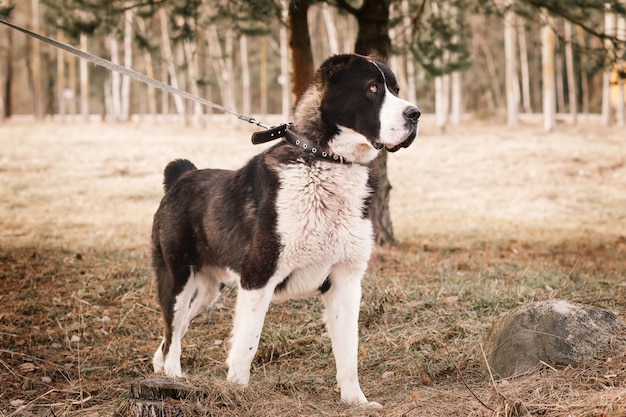 Cerrar retrato de perro al aire libre