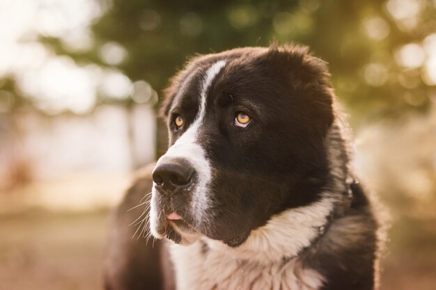 Cerrar retrato de perro al aire libre