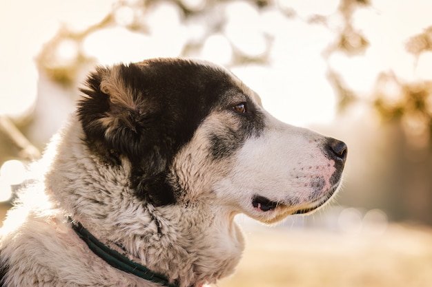 Cerrar retrato de perro al aire libre