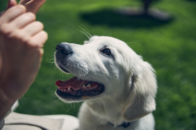 Cerrar retrato de un perro hambriento mirando con la boca abierta a una mano de mujer