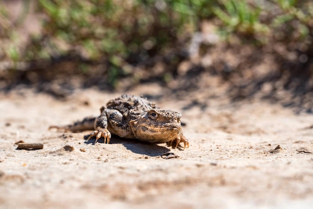 Cerrar retrato de phrynocephalus helioscopus agama en la naturaleza