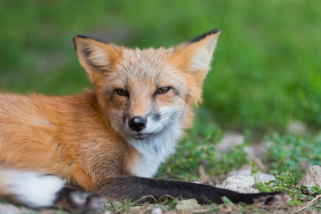 Cerrar retrato zorro rojo en la naturaleza (Vulpes vulpes)