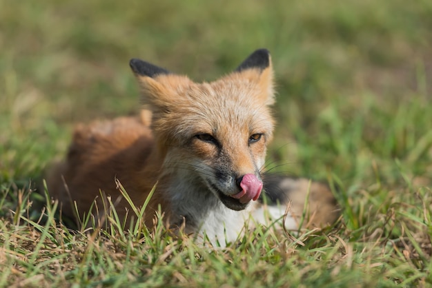 Cerrar retrato zorro rojo en la naturaleza (Vulpes vulpes)