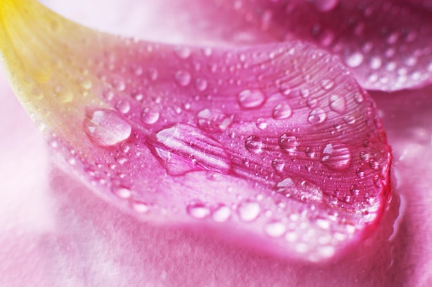 Cerrar rosa flores frescas pétalos de tulipanes con gotas de agua pétalos mojados fondo de manantial natural