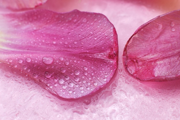 Cerrar rosa flores frescas pétalos de tulipanes con gotas de agua pétalos mojados