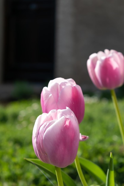 Cerrar en rosa tulipanes tulipa