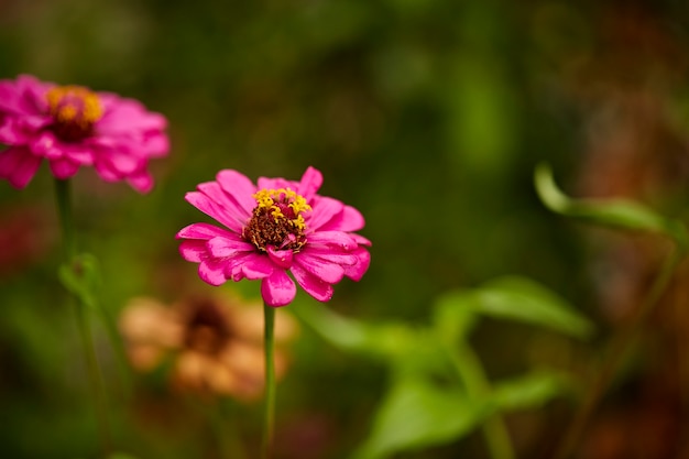 Cerrar rosa zinnia violacea