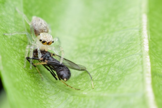 Cerrar saltando araña comiendo mosca