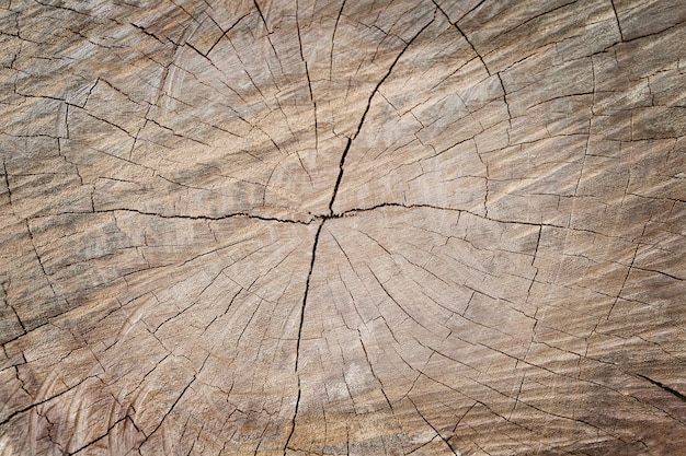 Cerrar la sección del viejo tocón de árbol, fondo de textura de madera