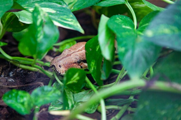 Cerrar serpiente escondida en las ramas de un árbol