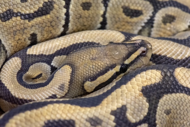 Cerrar la serpiente Python Ball, una especie de animal de compañía