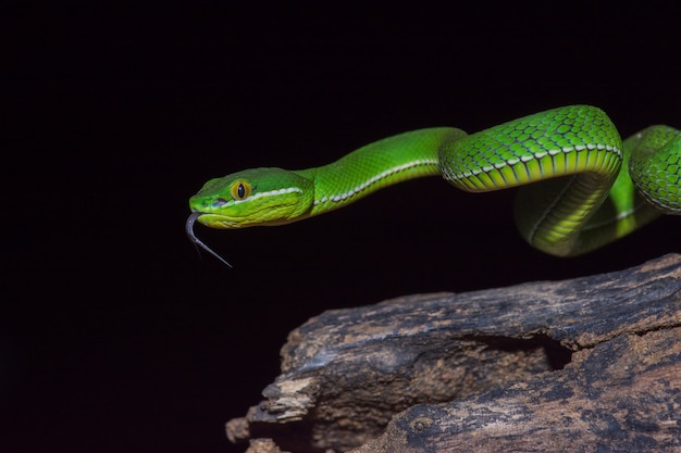 Foto cerrar la serpiente víbora verde labio amarillo