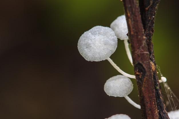 Foto cerrar seta en bosque profundo