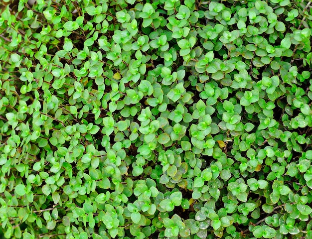 Cerrar sobre fondo de textura de hojas verdes