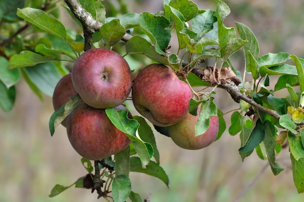 Cerrar sobre manzanas rojas