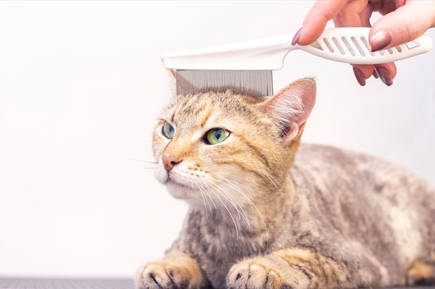 Cerrar sobre la preparación del gato en el salón de mascotas