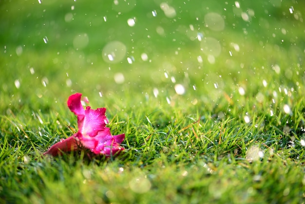 Cerrar solo Flor rosa con fuerte lluvia en el campo de hierba verde