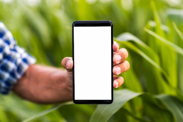 Foto cerrar teléfono una maqueta de campo de maíz